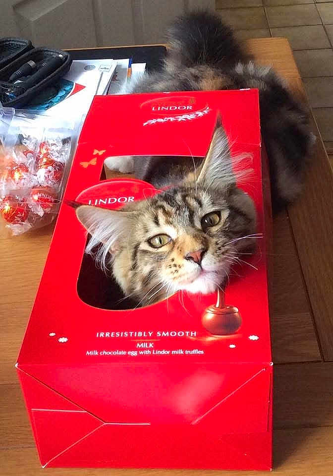 Merlin