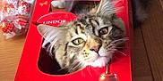 Merlin is registered to the contest to win money with this photo: animal, box, cat, chocolate, curious_cat, ears, eyes, feline, funny, fur, head_in_box, indoor, lindor, pet, playful, red_box, tabby_cat, table, whiskers, wooden_table