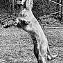 Trent joined the competition — help win amazing prizes! dog, animal, outdoor, grass, tree, nature, pet, black_and_white, jumping, playful, canine, fur, forest, happy, mammal, grassland, active, joyful, wildlife, leaping