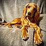 Trent joined the competition — help win amazing prizes! dog, puppy, golden_retriever, pet, animal, cute, lying_down, blanket, indoor, fur, ears, paw, canine, mammal, companion, relaxed, looking, soft, cozy, portrait