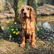 Trent is registered to the contest to win money with this photo: dog, golden_brown, outdoor, nature, moss, yellow_flowers, tree, sitting, animal, pet, fur, portrait, sunlight, grass, canine, flower_bed, garden, cute, young_dog, calm
