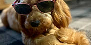 Trent joined the competition — help win amazing prizes! dog, sunglasses, indoor, carpet, fluffy, pet, animal, relaxed, brown, cute, lying_down, furry, companion, domestic_animal, portrait, closeup, fashion, cool, accessory, home