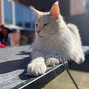Wellington is registered to the contest to win money with this photo: cat, white_cat, fluffy, long_hair, table, outdoor, sunlight, shadow, relaxed, pet, animal, feline, paws, portrait, blurred_background, brick_wall, daytime, domestic_cat, resting, close_up