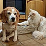 Wellington joined the competition — help win amazing prizes! beagle, dog, cat, kitchen, floor, tile, wooden_cabinet, appliance, pet, animal, fur, paw, sitting, indoor, curious, interaction, domestic, mammal, companion, cute