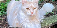 Wellington joined the competition — help win amazing prizes! cat, fluffy, cream_colored, garden, ledge, moss, plants, greenery, outdoor, fence, pet, animal, relaxed, resting, nature, whiskers, tail, ears, eyes, fur