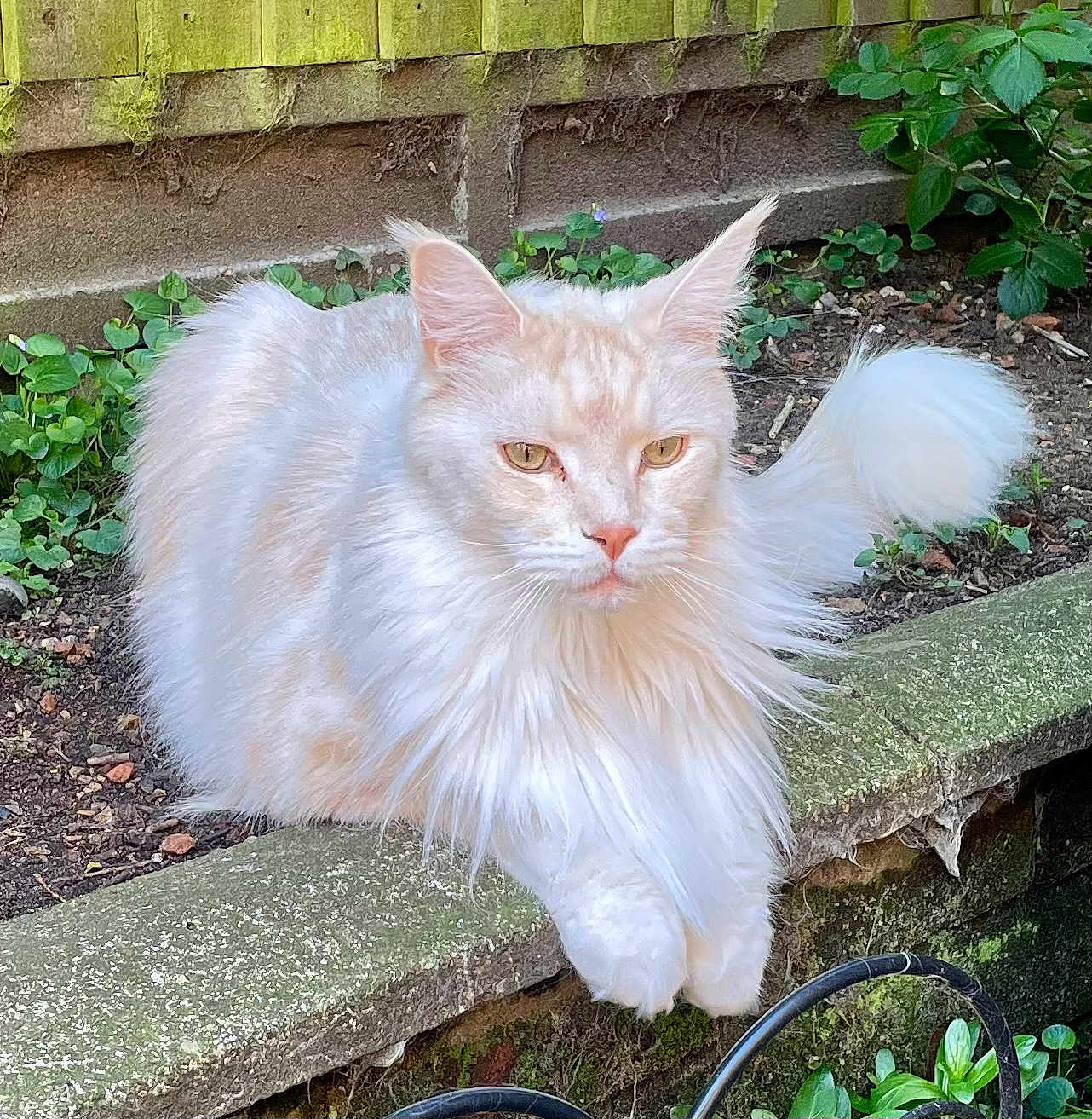 Wellington joined the competition — help win amazing prizes! cat, fluffy, cream_colored, garden, ledge, moss, plants, greenery, outdoor, fence, pet, animal, relaxed, resting, nature, whiskers, tail, ears, eyes, fur