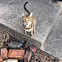 animal, bricks, cat, concrete, curious, daylight, dry_grass, ears, feline, ground, looking_up, nature, outdoor, pet, rock, sidewalk, small_animal, step, tabby_cat, whiskers