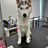 Nova joined the competition — help win amazing prizes! animal, blue_eyes, bottle, cage, clean, dog, ears, gray_fur, grooming_table, husky, indoor, leash, pet, pet_care, puppy, room, sitting, table, white_fur, young_dog