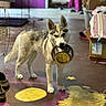 Nova is registered to the contest to win money with this photo: animal, boxes, canine, colorful_wall, cute, dog, domestic, empty_bowl, floor_art, household, husky, indoor, looking_at_camera, metal_bowl, pet, puppy, shoes, standing, waiting, young_dog