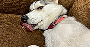 Nova joined the competition — help win amazing prizes! animal, blue_eyes, brown_couch, collar, couch, cute, dog, domestic_animal, ear, fur, gray_fur, husky, indoor, lying_down, pacifier, pet, puppy, relaxed, snout, white_fur
