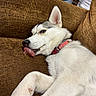 animal, blue_eyes, brown_couch, collar, couch, cute, dog, domestic_animal, ear, fur, gray_fur, husky, indoor, lying_down, pacifier, pet, puppy, relaxed, snout, white_fur