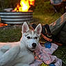animal, blanket, campfire, casual, dog, evening, fire, grass, husky, leash, legs, nature, night, outdoor, person, pet, puppy, relaxing, shoes, warmth
