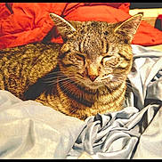 Rambo joined the competition — help win amazing prizes! cat, tabby_cat, pet, sleeping, cozy, blanket, sheet, fur, whiskers, ears, nose, indoor, resting, portrait, closeup, striped, domestic_animal, relaxed, bed, feline