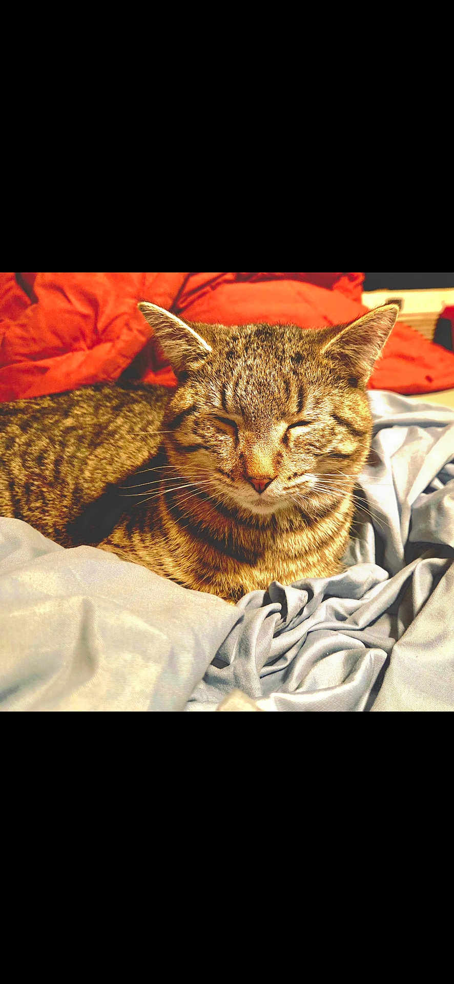 Rambo joined the competition — help win amazing prizes! cat, tabby_cat, pet, sleeping, cozy, blanket, sheet, fur, whiskers, ears, nose, indoor, resting, portrait, closeup, striped, domestic_animal, relaxed, bed, feline