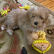 Lilly joined the competition — help win amazing prizes! animal, brown_fur, carpet, collar, cute, dog, ears, floor, fur, indoor, nose, pet, playful, plush_toy, puppy, relaxed, rug, small_dog, toy, yellow