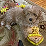 animal, brown_fur, carpet, collar, cute, dog, ears, floor, fur, indoor, nose, pet, playful, plush_toy, puppy, relaxed, rug, small_dog, toy, yellow