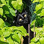 animal, black_cat, cat, closeup, curious, cute, domestic_animal, foliage, garden, green_leaves, hiding, mammal, nature, outdoor, pet, plants, stealth, sunlight, wildlife, yellow_eyes