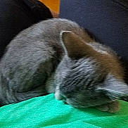 Charli joined the competition — help win amazing prizes! animal, blurred, cat, companion, cozy, curled_up, cute, domestic_cat, feline, fur, gray_cat, green_surface, indoor, mammal, peaceful, pet, quiet, resting, sleeping, soft