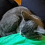 animal, blurred, cat, companion, cozy, curled_up, cute, domestic_cat, feline, fur, gray_cat, green_surface, indoor, mammal, peaceful, pet, quiet, resting, sleeping, soft