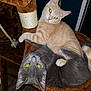 Charli is registered to the contest to win money with this photo: animal, carpet, cat, cat_tree, cats, cozy, cream_cat, cute, ears, eyes, feline, fur, gray_cat, hammock, indoor, pet, playful, resting, snuggling, whiskers