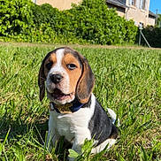 Aïko a rejoint le concours — aidez-le/la à gagner de superbes lots ! dog, puppy, beagle, grass, outdoor, house, blue_sky, sunlight, greenery, collar, pet, animal, nature, cute, young_dog, mammal, sitting, garden, daylight, ears