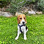 Aïko participe au concours pour gagner de l'argent avec cette photo : animal, beagle, canine, cute, dog, ears, fur, garden, grass, greenery, harness, leash, nature, outdoor, pet, portrait, puppy, sitting, snout, young