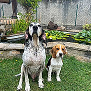 Aïko participe au concours pour gagner de l'argent avec cette photo : animal, canine, dog, ear, garden, grass, leaf, lilypads, mammal, nature, outdoor, pet, plant, pond, puppy, sitting, snout, stone_wall, two_dogs, water