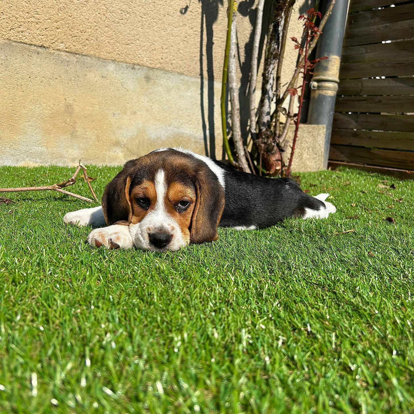 Aïko participe au concours pour gagner de l'argent avec cette photo : animal, backyard, beagle, cute, dog, ears, fur, grass, lying_down, nature, nose, outdoor, pet, plant, puppy, resting, shadow, sunlight, wall, young