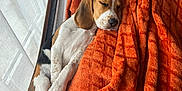 Aïko a rejoint le concours — aidez-le/la à gagner de superbes lots ! animal, beagle, blanket, cozy, curtain, cute, daylight, dog, fur, home, indoor, mammal, orange_blanket, pet, puppy, relaxation, resting, sleeping, soft_texture, window
