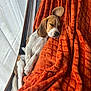 Aïko a rejoint le concours — aidez-le/la à gagner de superbes lots ! dog, beagle, puppy, sleeping, blanket, orange_blanket, window, curtain, indoor, cozy, resting, pet, fur, cute, relaxation, animal, mammal, soft_texture, home, daylight
