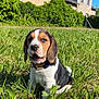 Aïko a rejoint le concours — aidez-le/la à gagner de superbes lots ! dog, puppy, beagle, grass, outdoor, house, blue_sky, sunlight, greenery, collar, pet, animal, nature, cute, young_dog, mammal, sitting, garden, daylight, ears