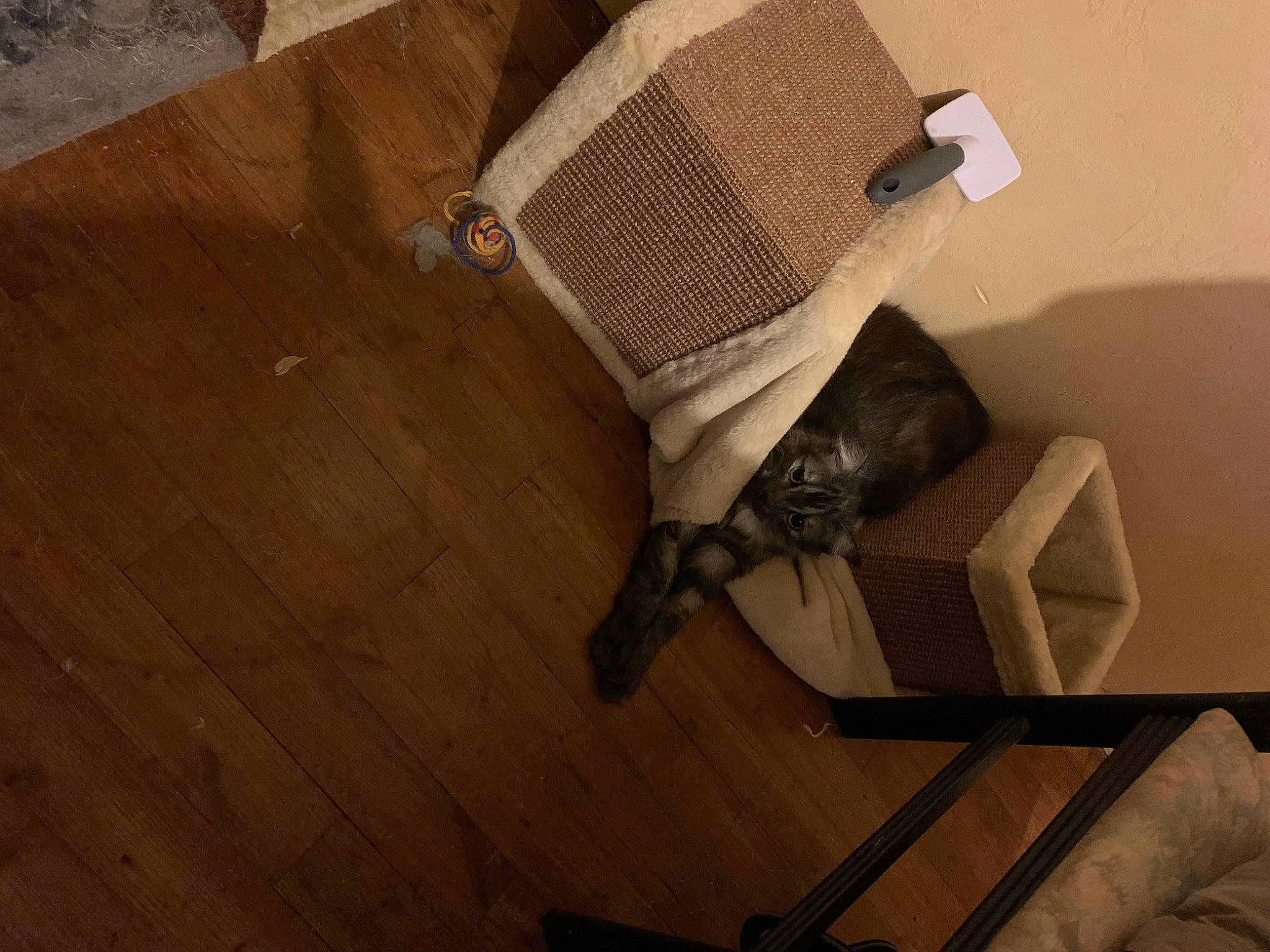 Poto a rejoint le concours — aidez-le/la à gagner de superbes lots ! floor, flooring, hardwood, wood