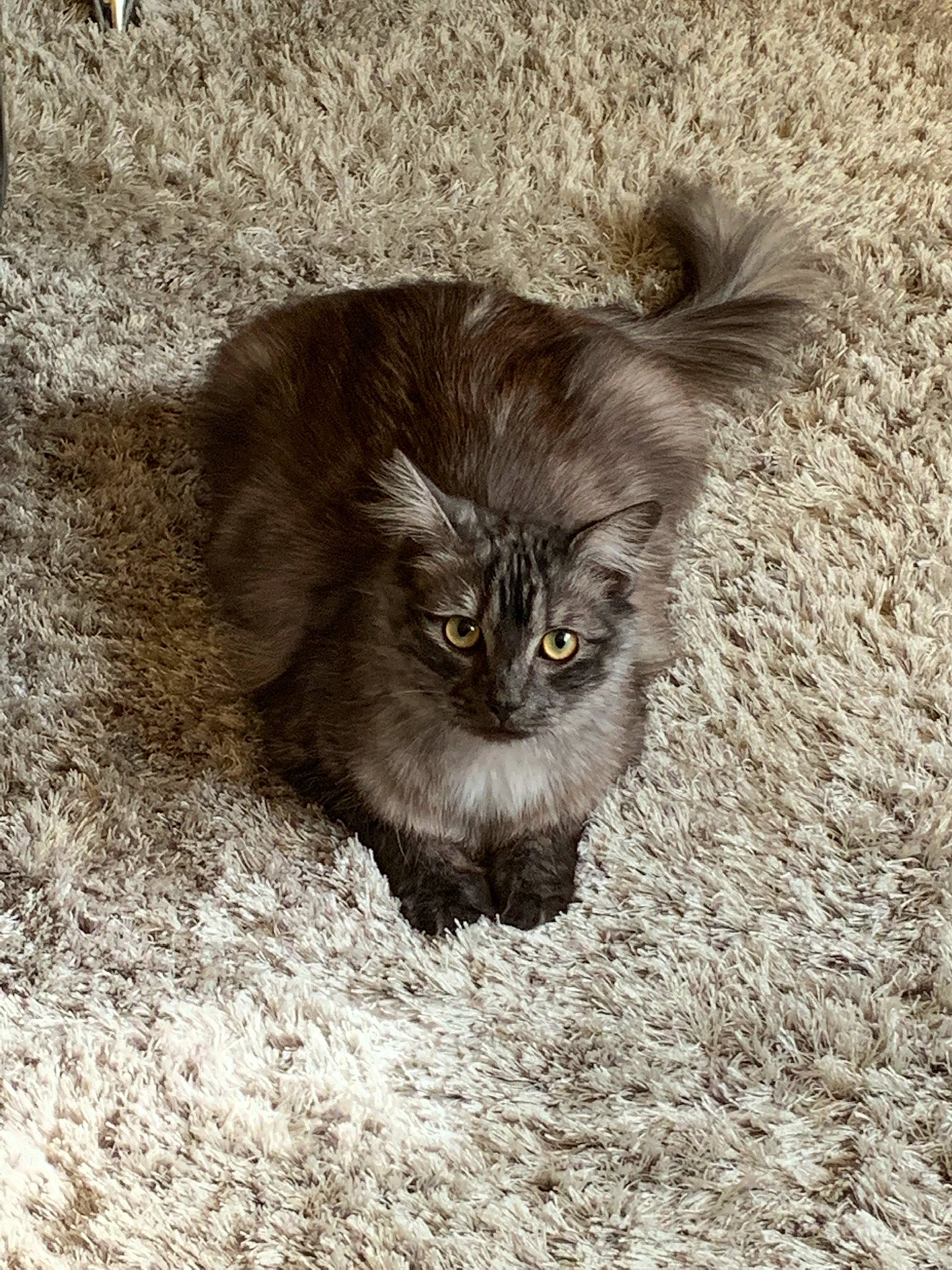 Poto participe au concours pour gagner de l'argent avec cette photo : asian, asian_semi_longhair, british_longhair, british_semi_longhair, carnivore, cat, domestic_long_haired_cat, eye, fawn, felidae, fur, kitten, maine_coon, mammal, nebelung, norwegian_forest_cat, persian, small_to_medium_sized_cats, vertebrate, whiskers