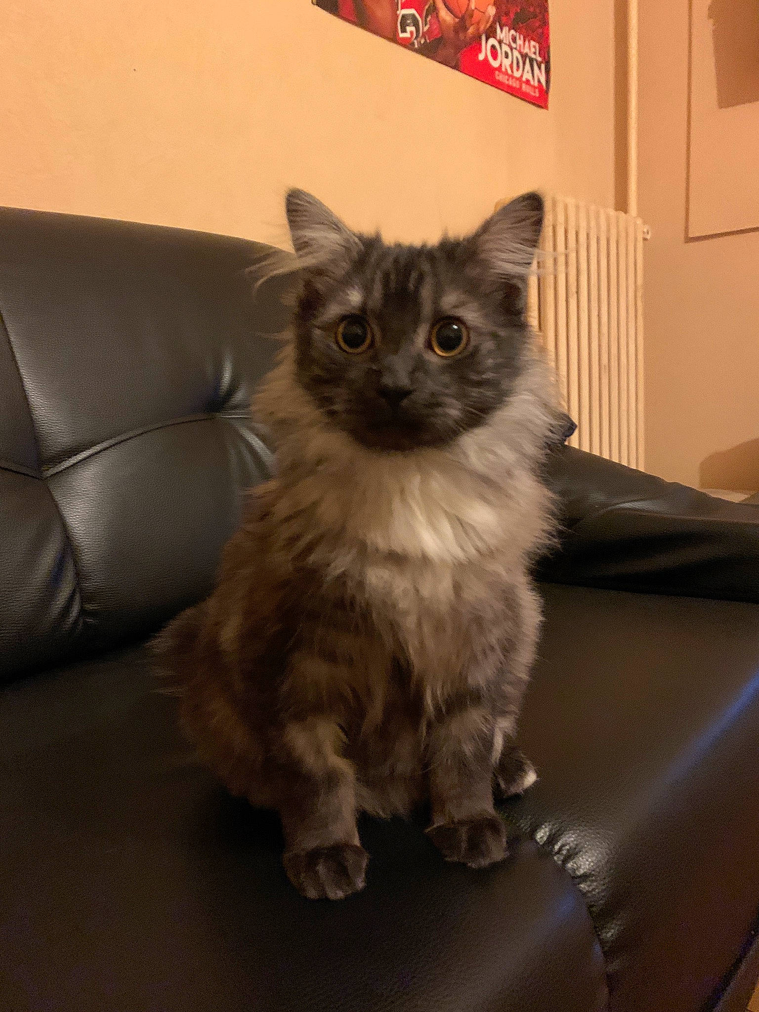 Poto participe au concours pour gagner de l'argent avec cette photo : asian, asian_semi_longhair, british_semi_longhair, carnivore, cat, domestic_long_haired_cat, fawn, felidae, iris, kitten, laperm, mammal, munchkin, napoleon_cat, norwegian_forest_cat, ragamuffin, ragdoll, small_to_medium_sized_cats, vertebrate, whiskers