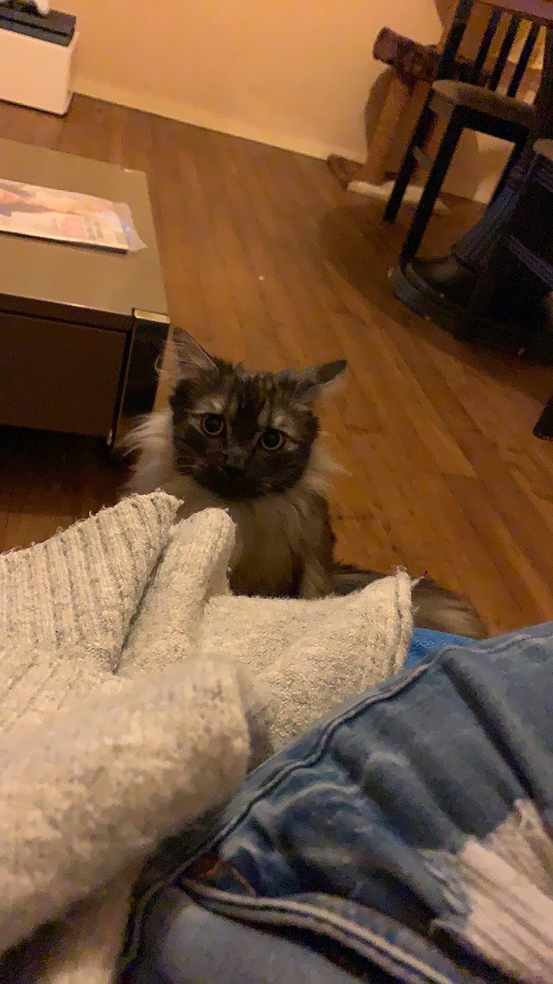 Poto participe au concours pour gagner de l'argent avec cette photo : asian, british_semi_longhair, carnivore, cat, domestic_long_haired_cat, domestic_short_haired_cat, fawn, felidae, fur, hardwood, himalayan, kitten, mammal, norwegian_forest_cat, small_to_medium_sized_cats, whiskers