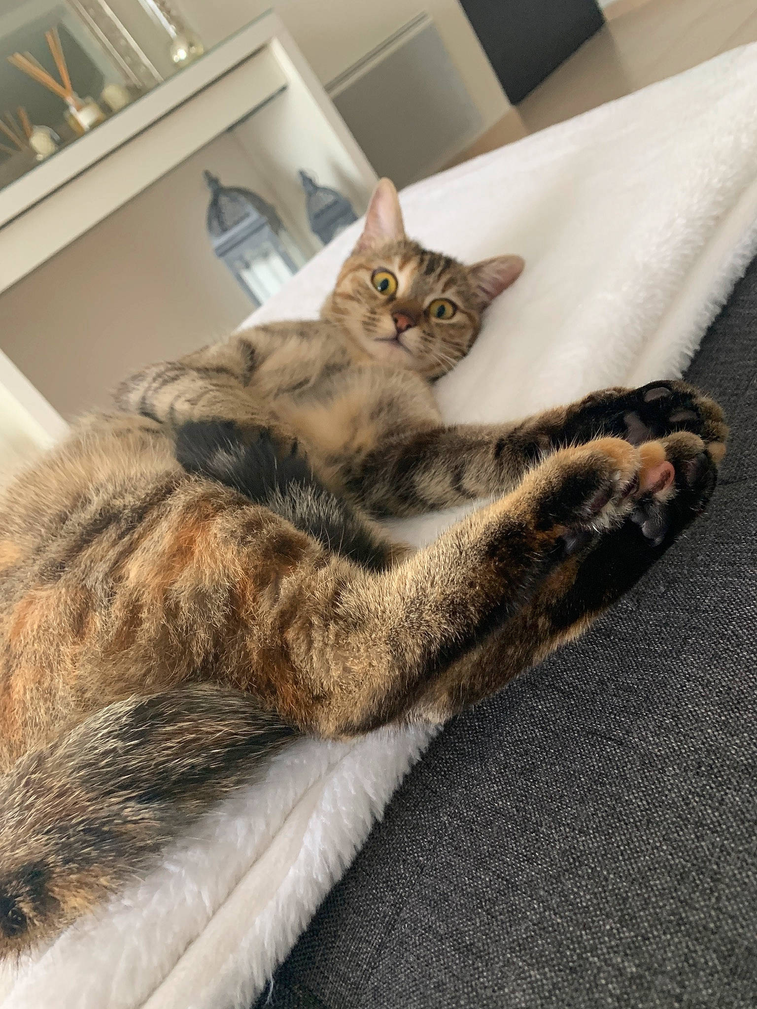 Isis a rejoint le concours — aidez-le/la à gagner de superbes lots ! american_shorthair, asian, carnivore, cat, domestic_short_haired_cat, dragon_li, ear, european_shorthair, felidae, fur, kitten, mammal, paw, small_to_medium_sized_cats, tabby_cat, whiskers