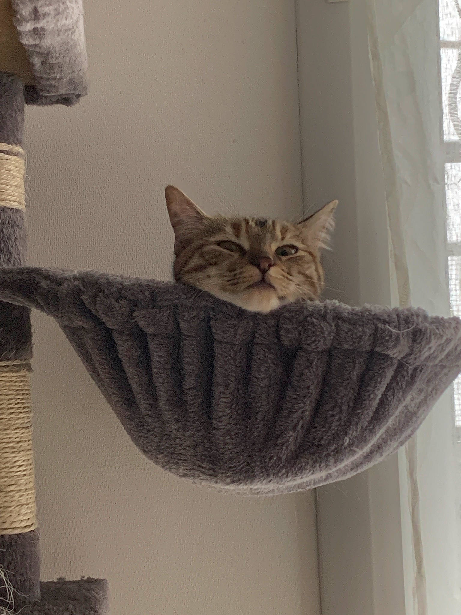 Isis participe au concours pour gagner de l'argent avec cette photo : asian, carnivore, cat, curtain, domestic_short_haired_cat, dragon_li, european_shorthair, felidae, interior_design, kitten, small_to_medium_sized_cats, tabby_cat, whiskers