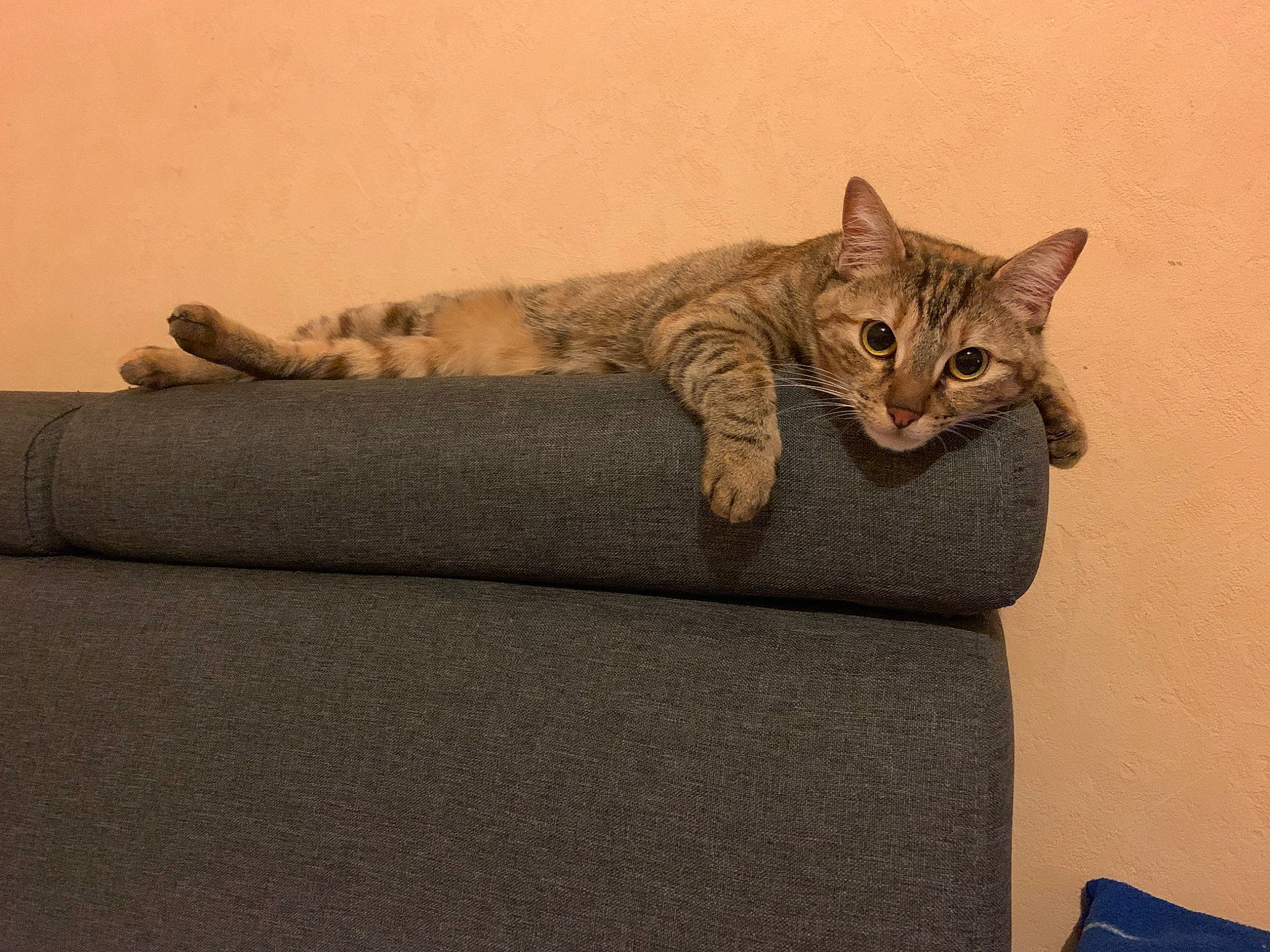 Isis participe au concours pour gagner de l'argent avec cette photo : asian, australian_mist, bengal, california_spangled, carnivore, cat, chausie, domestic_short_haired_cat, dragon_li, egyptian_mau, european_shorthair, felidae, kitten, mammal, ocicat, paw, pixie_bob, small_to_medium_sized_cats, tabby_cat, whiskers