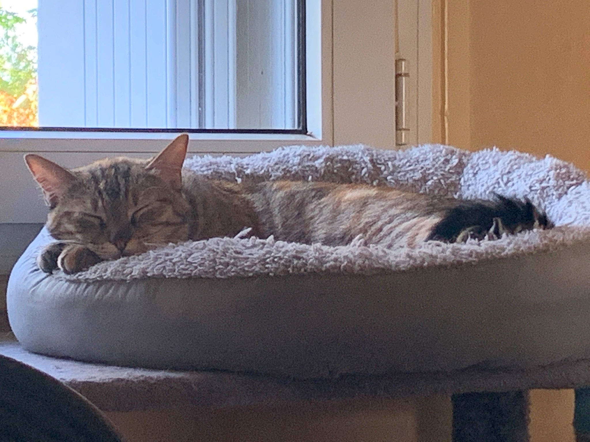 Isis participe au concours pour gagner de l'argent avec cette photo : bed, bengal, carnivore, cat, cat_bed, comfort, couch, domestic_short_haired_cat, dragon_li, european_shorthair, felidae, fur, furniture, home, nap, small_to_medium_sized_cats, tabby_cat, whiskers