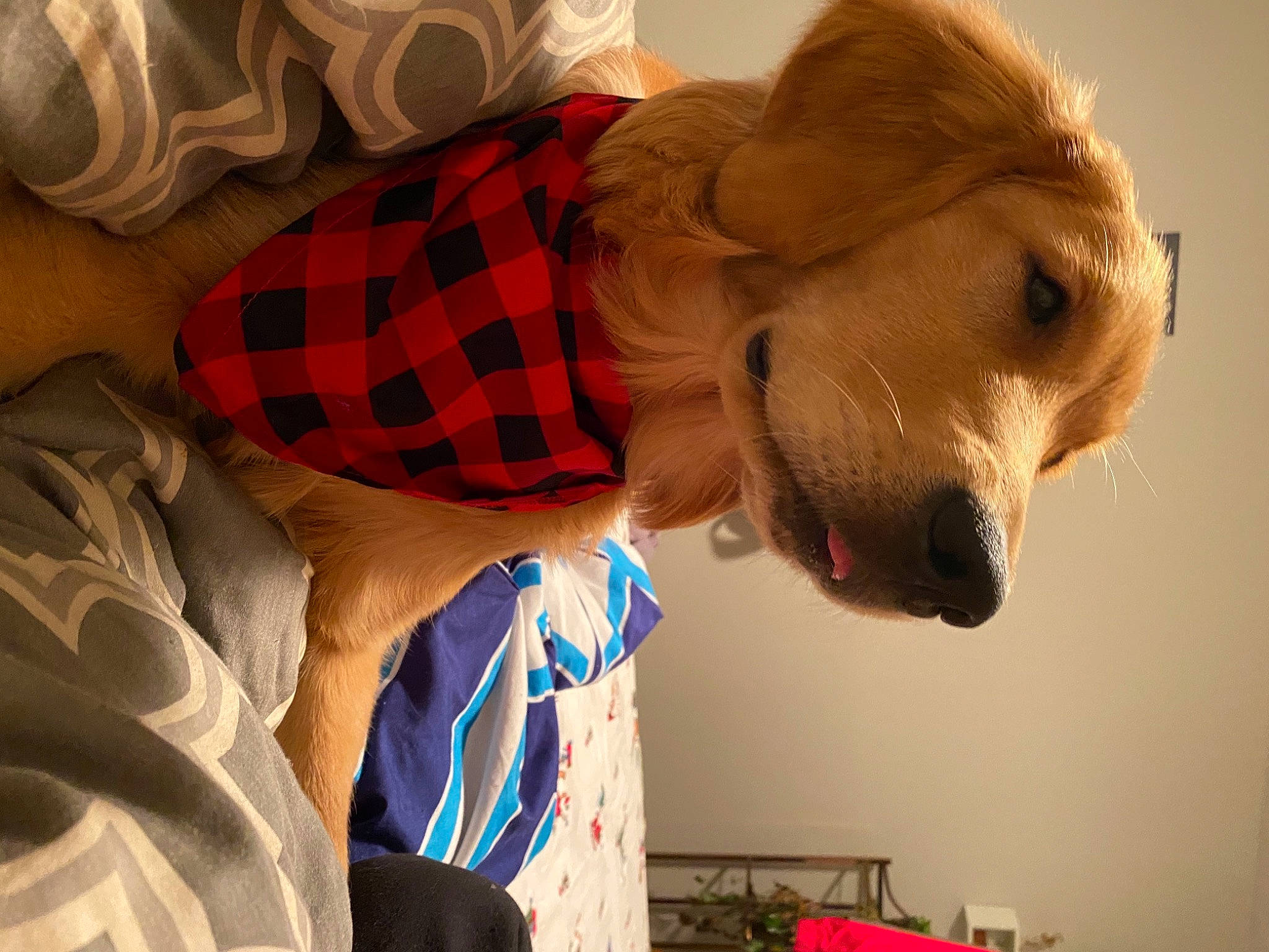 Alfie joined the competition — help win amazing prizes! canidae, carnivore, companion_dog, dog, dog_breed, dog_clothes, dog_supply, ear, fashion_accessory, fawn, fur, pattern, plaid, retriever, selfie, snout, sporting_group, tartan, whiskers, working_animal