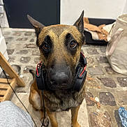 Malo participe au concours pour gagner de l'argent avec cette photo : dog, german_shepherd, headphones, indoor, floor, cobblestone, pet, animal, brown, black, ears, sitting, looking, bed, bag, cord, closeup, face, attention, cute