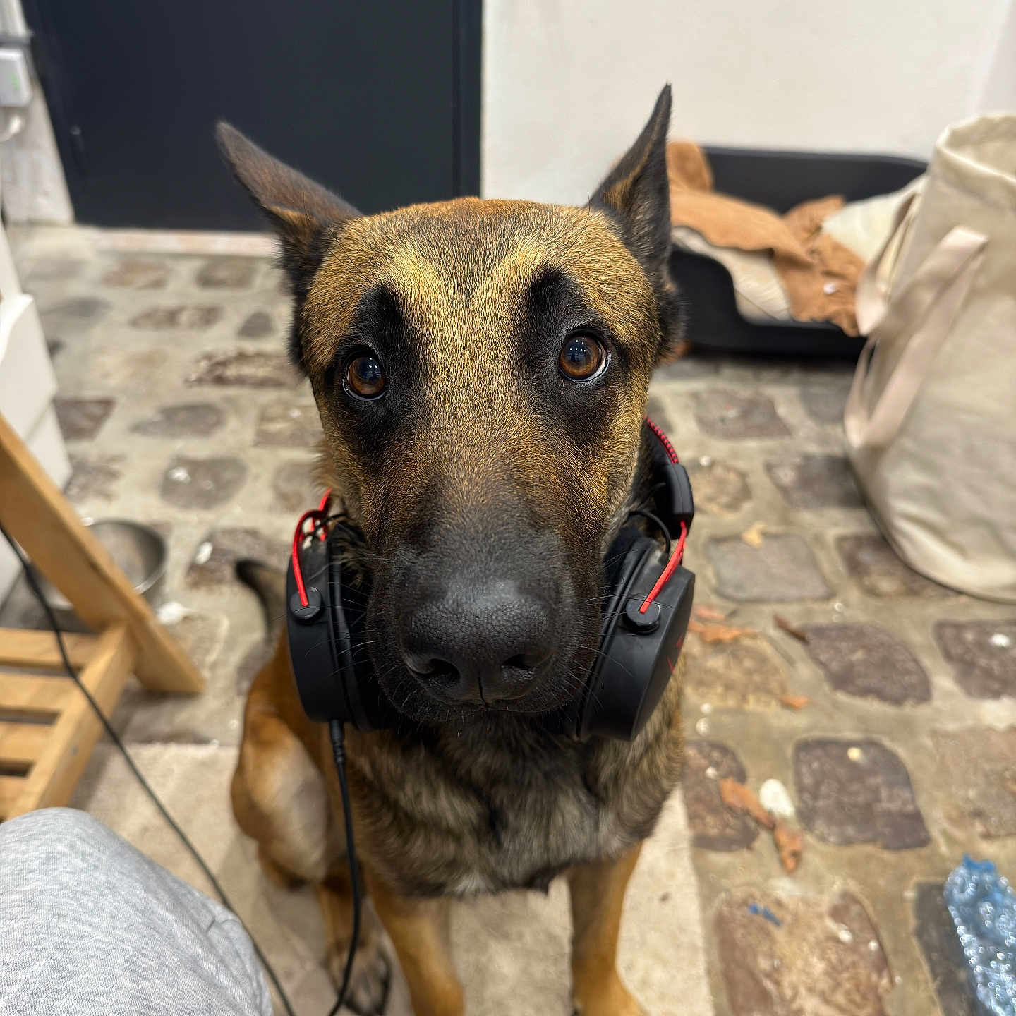 Malo participe au concours pour gagner de l'argent avec cette photo : animal, attention, bag, bed, black, brown, closeup, cobblestone, cord, cute, dog, ears, face, floor, german_shepherd, headphones, indoor, looking, pet, sitting