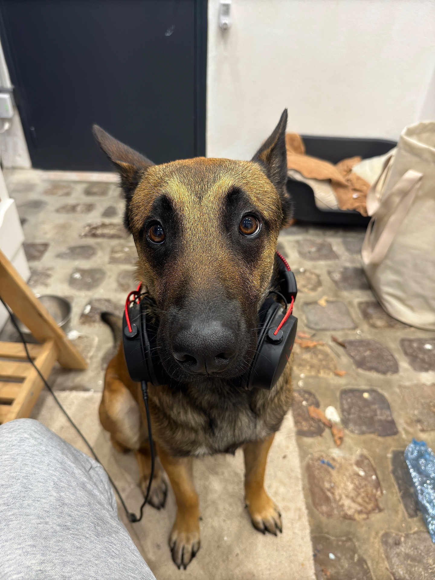 Malo participe au concours pour gagner de l'argent avec cette photo : dog, german_shepherd, headphones, indoor, floor, cobblestone, pet, animal, brown, black, ears, sitting, looking, bed, bag, cord, closeup, face, attention, cute