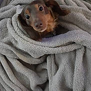 Sammy joined the competition — help win amazing prizes! animal, blanket, brown, comfort, companion, cozy, cute, dog, domestic, ears, expression, face, fur, fur_texture, indoor, pet, relaxed, snug, warm, wrapped