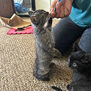 Tipsy joined the competition — help win amazing prizes! kitten, cat, pet, indoor, carpet, playful, person, hand, toothbrush, furniture, mirror, black_cat, gray_cat, curious, young, cute, domestic, household, floor, interaction