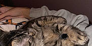 Tipsy is registered to the contest to win money with this photo: cat, tabby, sleeping, curled_up, paw, feline, pet, cozy, blanket, hand, indoor, resting, fur, whiskers, cute, relaxed, animal, close_up, soft, companion