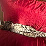 Tipsy is registered to the contest to win money with this photo: cat, kitten, sleeping, red_cushion, striped, tabby, fur, relaxing, indoor, pet, cozy, resting, animal, whiskers, small, cute, soft, feline, home, comfort