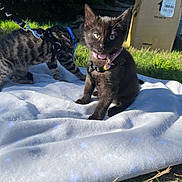 Maeraa joined the competition — help win amazing prizes! kitten, cat, black_cat, striped_cat, harness, blanket, outdoor, grass, sunlight, pet, animal, fur, collar, nature, young_cat, playful, cute, domestic_cat, small_animal, daylight