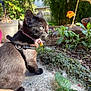 Maeraa is registered to the contest to win money with this photo: cat, kitten, black_cat, collar, bell, outdoor, garden, plants, flower, sunlight, greenery, concrete, pet, animal, nature, curious, young, feline, closeup, daylight