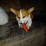 dog, corgi, carrot, couch, indoor, pet, animal, brown, white, orange, fur, ears, snout, paw, blanket, pillow, relaxing, nibble, closeup, domestic